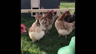 French Wheaten Maran Chickens Enjoying Their New Chicken 🐓 Tractor Home 😃👌👍 #shorts