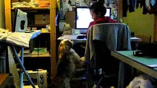Skippy trying to get some attention