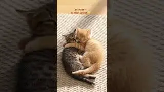 The Fight and the Forgive 😾❤️ | Enemies to Cuddle Buddies