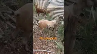 Taddy bakrimashallah 👍🙂#taddygoat #viralshort #youtabe_short_vide #.._#@