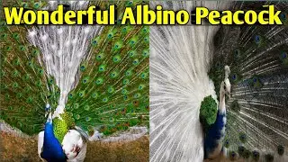 white and blue peacock | albino peacock | amazing |  #shorts #factfaster #interestingknowledge