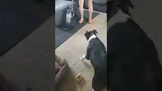 dogs hate vacuums