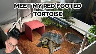 Meet My Red Footed Tortoise (I&rsquo;ve been SO busy!!)