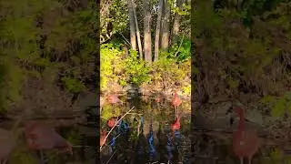 #redswan #swan #forest #forestsounds #river #birds #watercreatures #sea #seacreatures #travelvlog