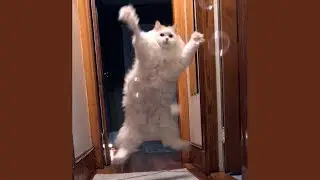 Louie loves catnip bubbles