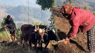 Ploughing field in Village || Beauty Village Nepal ||