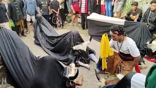 Bantengan spektakuler PTJMojopahit live kejagan trowulan