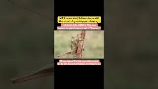【A Bug's Life ASMR】The way Japanese grasshoppers eat is 