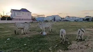 Mini Kite Flying 