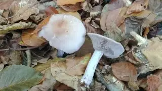 Sch&ouml;ne Pilzfunde Ende Oktober