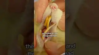 RAT TEETH NEVER STOP GROWING 🐀🦷 #rats #rodents #infestation #pestcontrol #homeownertips