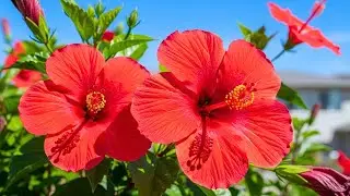 🌸 Beautiful Spring Flowers & Piano Music ✨ Relaxing Music for Calm & Peace