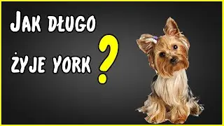 Ile Żyje Pies YORK ?
