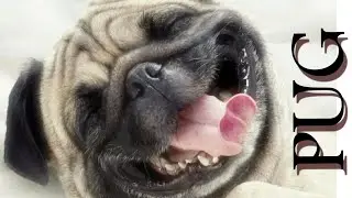 CARLINO o PUG o DOGUILLO