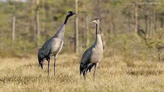 Pilkoji gervė (Grus grus)