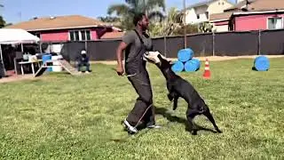 European doberman doing the competition heel from from a Bh routine.#casanovatherussiandoberman