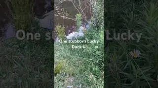 Duck safety #101