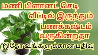மணி பிளானட் செடி இருந்தும் வீட்டில் பணக்கஷ்டம் வருகின்றதா இதோ உங்களுக்கான பதிவு 