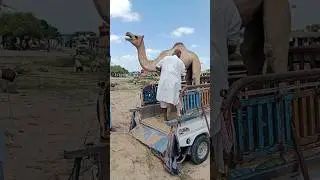 Village Men Loading a Camel into a Truck &ndash; Hard Work in the Desert! #animals #camel #viralvideo