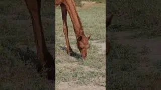 #camelvoice #animals #camelsound #whitecamel #wildanimals #nature #camelstory