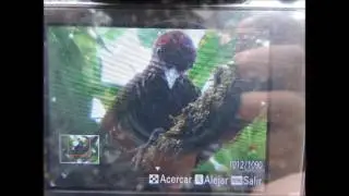 choco endemic, Choco Woodpecker,  Veniliornis chocoensis, Anchicaya Birding, choco birds