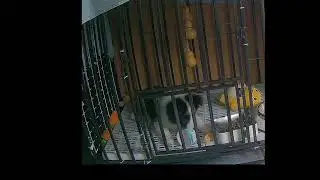 Yiyiyi was shocked by sour oranges