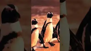 Adorable Animals!! #cuteanimals #cute #shorts #curiousanimals