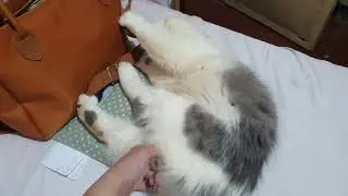 Hengbok the Persian Cat 🐈