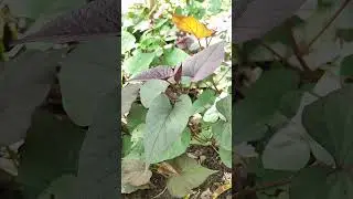 Simple living #countryside #plantingveggies #minivlogshorts #justbeyou #youtubeshortsvideo