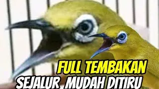 masteran pleci NEMBAK sejalur mudah ditiru