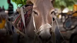 SPANA | International Working Animal Day 2022