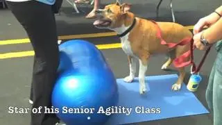 ACPB & ZR Celebrate Pawsitive Dog Parents!!!