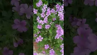 Hardy geraniums #geraniums #hardy #flowershorts #homegarden #gardenshorts #flowergardening