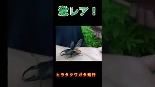 ヒラタクワガタ飛行！　　＃shorts