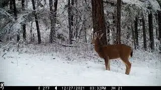 Snowy days trail cam videos