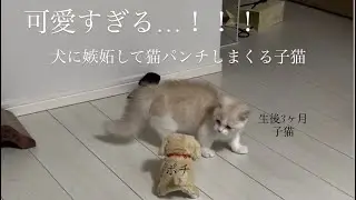 ぬいぐるみを大袈裟に褒めて、子猫を嫉妬させてみた結果が可愛すぎました