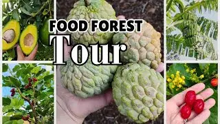 Tropical Food Forest Tour | August '25 | HIGH DENSITY GARDENING