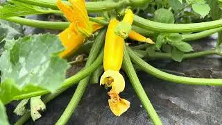 Trimming zucchini  for healthier plants and better harvests