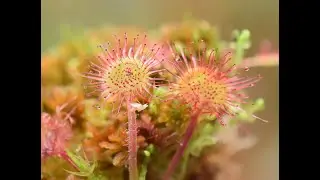 #20 Drosera - Homeopathic Remedy
