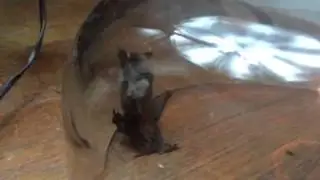 Bat caught in home under Cake dome!!!