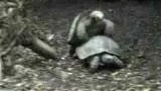 TURTLE REPRODUCTION
