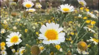 |Beautiful Organic flowers| Vermicompost | Cheap flowers