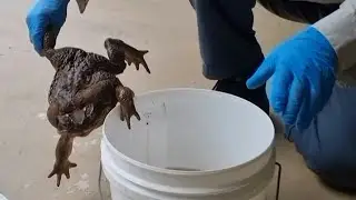 Un crapaud buffle g&eacute;ant de 2,7 kg d&eacute;couvert en Australie | AFP