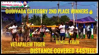 VETAPALEM TIGER AND BENGAL TIGER,GUDIVADA CATEGORY 2ND PLACE WINNERS🔥
