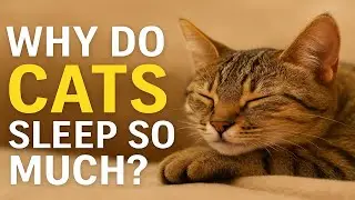 Why Do Cats Sleep So Much?