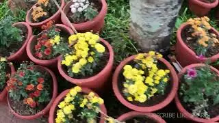 TRIVANDRUM FLOWER SHOW 2022/KOA EXPO 2022/KANAKAKKUNNU PALACE/FLOWER FESTIVAL,DAY/NIGHT VIEW/DILROSE