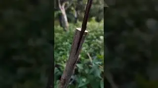 How to Graft Trees like a Pro! Step by Step Tutorial
