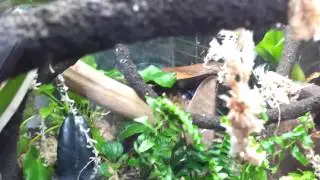 Dendrobates Tinctorious Azureus