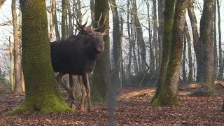 Zoodyssée : la fin de l'hibernation pour le parc animalier