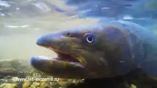 Трофейная рыбалка на Тайменя 15кг | Fishing taimen | Jet Extreme покорители рек